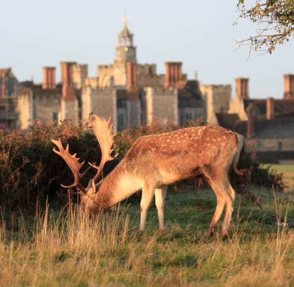 Sevenoaks Deer